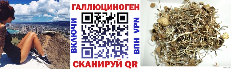 mega как зайти Новоульяновск Псилоцибиновые грибы мицелий